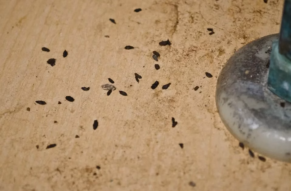 3 meilleurs engrais pour votre potager en 2026